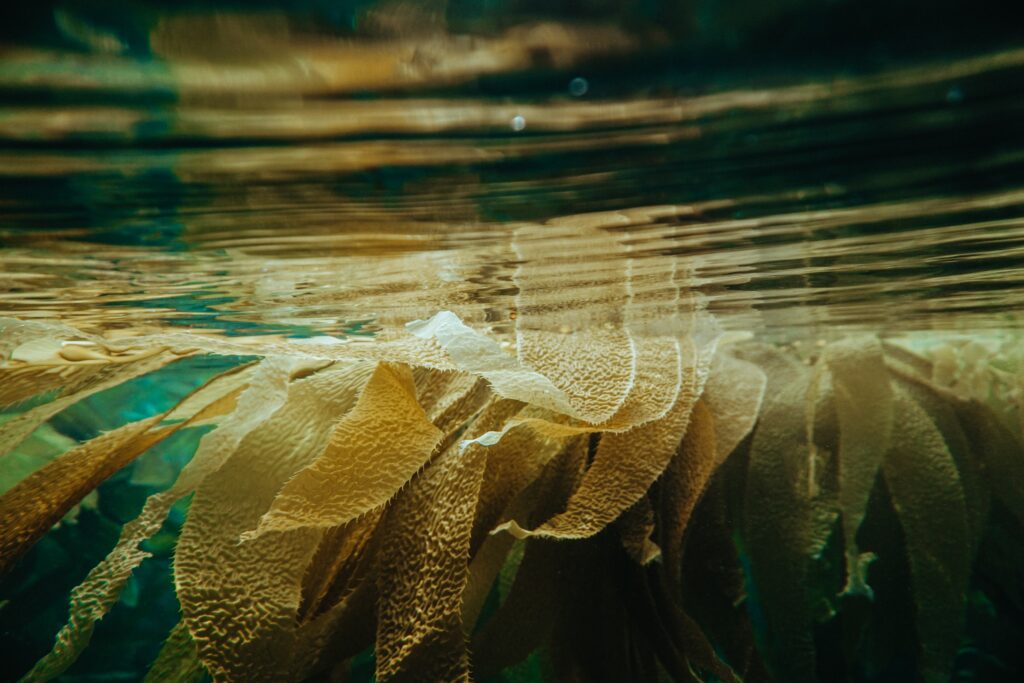 Kelp